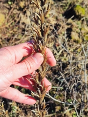 Oenothera rubricaulis
