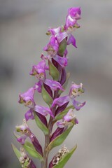 Disperis tysonii