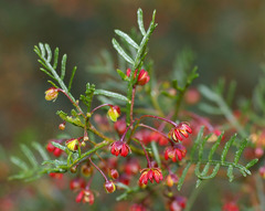 Dodonaea sinuolata