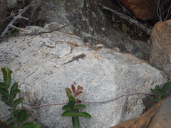 Lygodactylus nigropunctatus