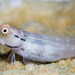 Palespotted Combtooth Blenny - Photo (c) Wayne and Pam Osborn, some rights reserved (CC BY-NC), uploaded by Wayne and Pam Osborn