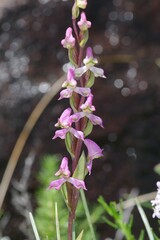 Disperis tysonii