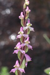 Disperis tysonii