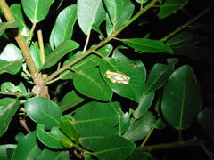 Hyperolius marmoratus taeniatus