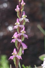 Disperis tysonii