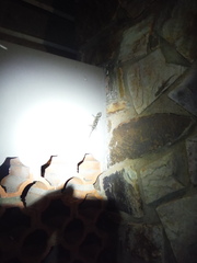 Homopholis walbergii