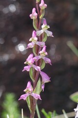 Disperis tysonii