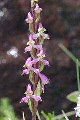 Disperis tysonii