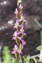Disperis tysonii