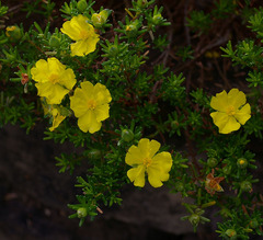 Hibbertia serpyllifolia