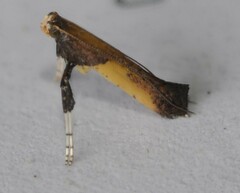 Caloptilia azaleella