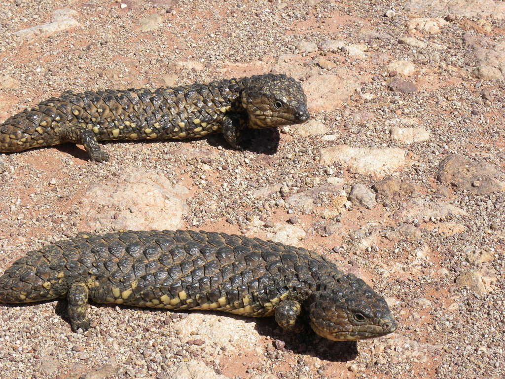 Scinque à queue trapue (bobtail, shingleback) (Tiliqua rugosa)