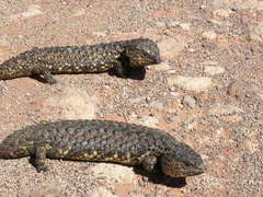 Pinecone Lizard photo 4