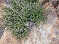 Mirabilis laevis retrorsa