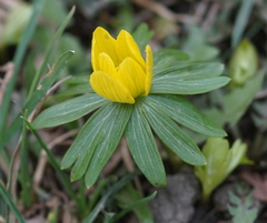Eranthis hyemalis