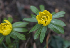 Eranthis hyemalis