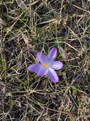 Crocus tommasinianus