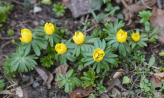 Eranthis hyemalis