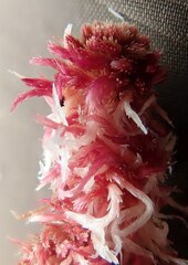 Sphagnum capillifolium