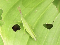 Atractomorpha similis