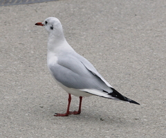 Chroicocephalus ridibundus