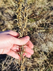 Oenothera rubricaulis