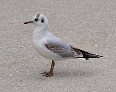 Chroicocephalus ridibundus