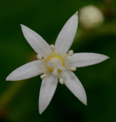 Cuttsia viburnea