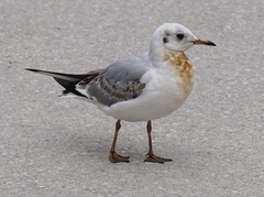 Chroicocephalus ridibundus