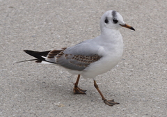 Chroicocephalus ridibundus