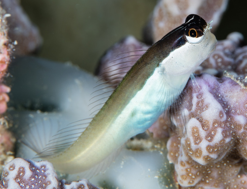 Shirleys koraalslijmvis (Ecsenius shirleyae) — Blenniidae
