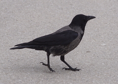 Corvus cornix