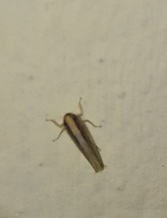 Cicadellidae