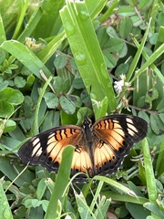 Junonia sophia