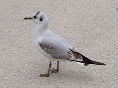 Chroicocephalus ridibundus