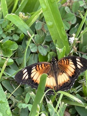 Junonia sophia