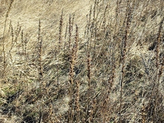 Oenothera rubricaulis