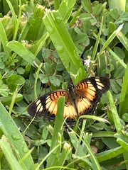 Junonia sophia