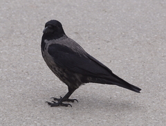 Corvus cornix
