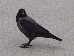 Corvus cornix