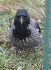 Corvus cornix