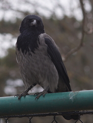 Corvus cornix