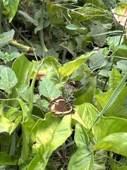 Junonia terea