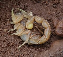 Buthus