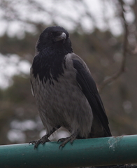 Corvus cornix
