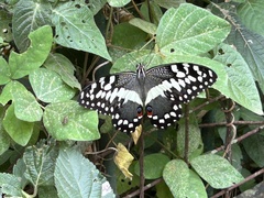 Papilio demodocus