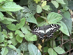 Papilio demodocus