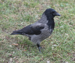 Corvus cornix