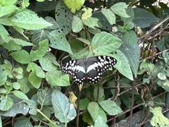 Papilio demodocus