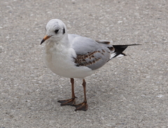 Chroicocephalus ridibundus